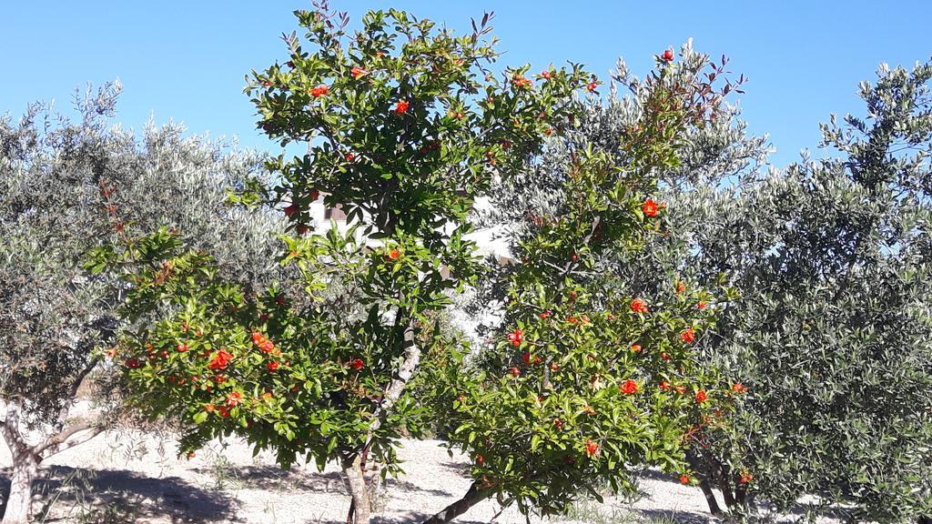 Agrepavli Lapithia Διαμέρισμα Καλλέπια Εξωτερικό φωτογραφία